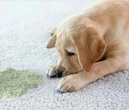 Pet Stain and Odor Removal