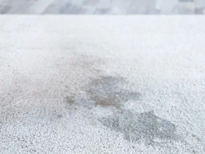 Carpet Odor Removal The Complete Guide for Homes